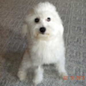 Meet your Posher, Carol